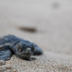 Illustration for article titled Nation Puts 2016 Election Into Perspective By Reminding Itself Some Species Of Sea Turtles Get Eaten By Birds Just Seconds After They Hatch